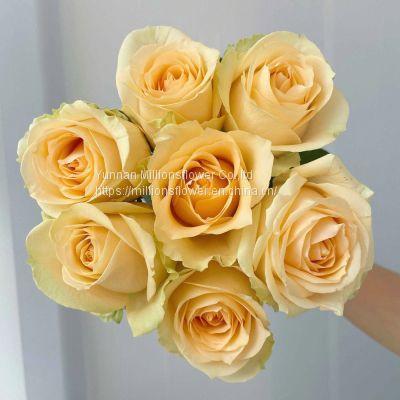 Natural Fresh China Rose Bouquet Fresh Cut Flower Best Quality Grade a Decorative 20PCS/Bundle