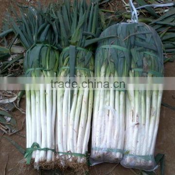 Fresh Long Onion