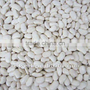 Low price large white kidney beans