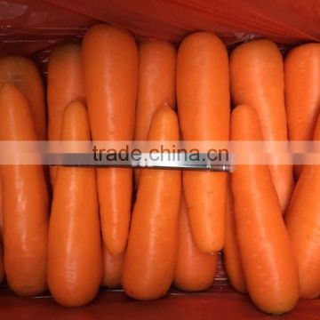 Fresh Stytle Fresh Carrot With Rich Nutrition