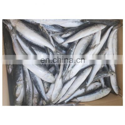 Good price bulk packing IQF whole sardine for bait
