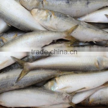 2016 Hot sale best quality newly caught w/r frozen sardine fish 8-10pcs/kg from China