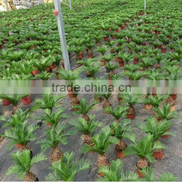 Simple green cycas mini plants