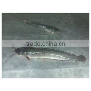 frozen catfish from xiamen HHF frozen fish company