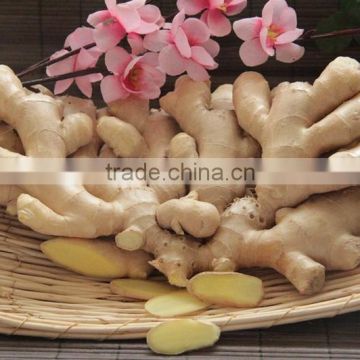 Wholesale Organic Common Cultivation Type Fresh Ginger
