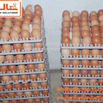 Djibouti Chicken Shed A Type Battery Layer Breeder Chicken Cage & Layer Coop for Chicken House