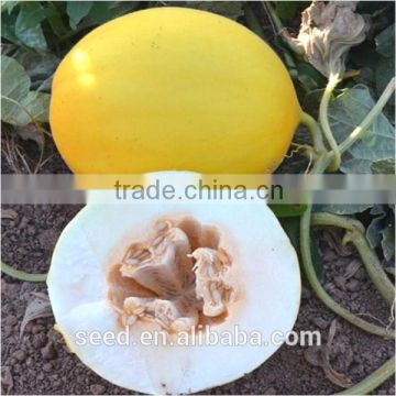 high quality white melon seeds for sale WhiteJombo No.2