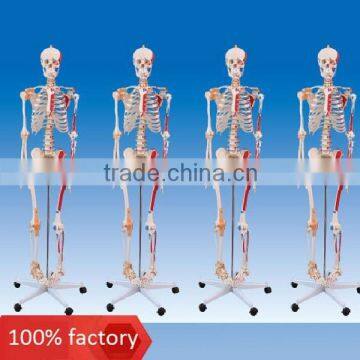 Human skeleton model with joint ligament and colored muscle                        
                                                Quality Choice