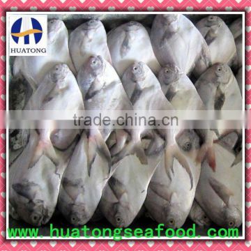 80-100g Silver Pomfret seafood