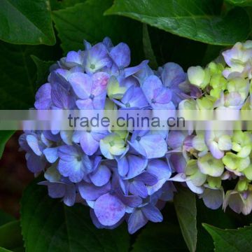 High grade Best-Selling hydrangea flowers for sale