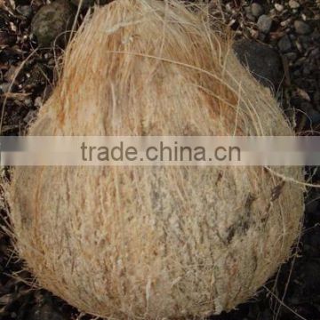 100% Fresh mature Coconut export from india