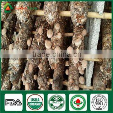 Mushroom Log Growing Spawn China Supplier Factory Price