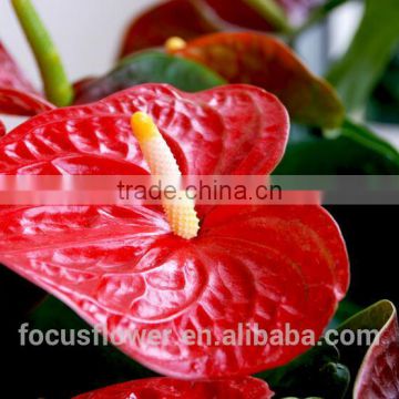 high quality natural fresh cut flower anthuriums for birthday