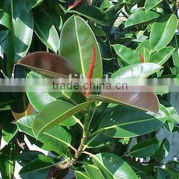 Ficus Elastica, Rubber Tree, India Rubber Fig