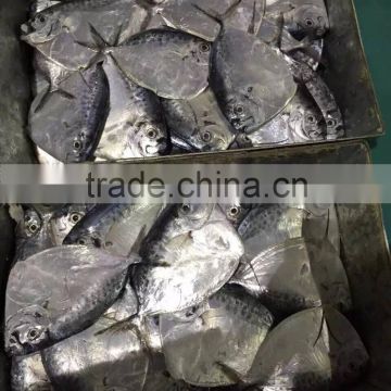 2016 new caught of 6-8pcs/kg whole round Moon fish.