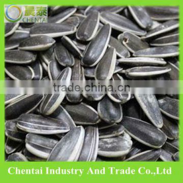 white striped Sunflower Seed for bird seed sale