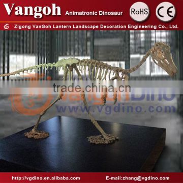 2014 New Product Artificial Dinosaur Fossil for Museum Exhibition