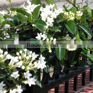 Stephanotis floribunda (Madagascar Jasmine, Wax Flower)