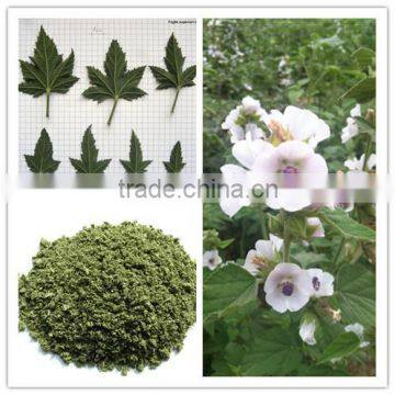 100% Natural Althaea Officinalis Leaf with low Price