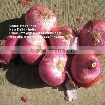 Fresh Red ONION Big Indian Nashik / Nasik Onion for Gulf