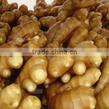 Supply Fresh Ginger in High Quality