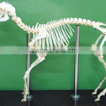 medical educational skeleton,vivid superior sheep skeleton specimen for students study