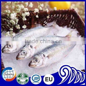 Seafood frozen round scad fish (decapterus macarellus)