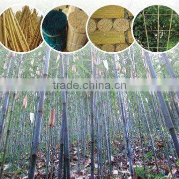 Bamboo poles /bamboo canes for Agriculture