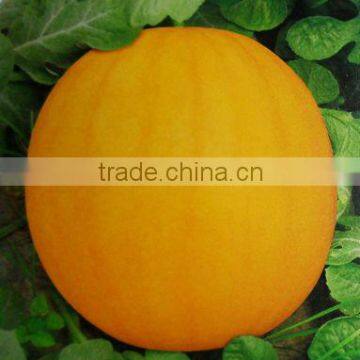 King Pard yellow rind round shape hybrid f1 watermelon seeds