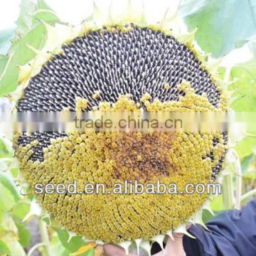 1312 Hebei Shuangxing Planting Sunflower Seed
