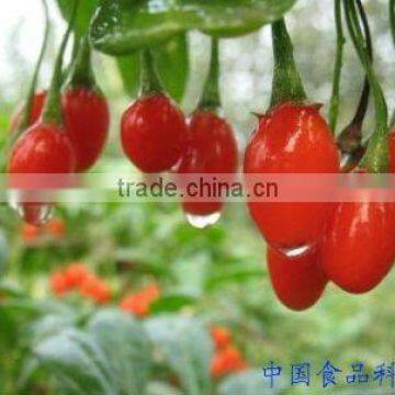 DRIED GOJI BERRIES,NINGXIA GOJI BERRIES, GOJI WHOLESALES, NINGXIA ORIGIN GOJI, BULK GOJI, CHINA GOJI SUPPLER