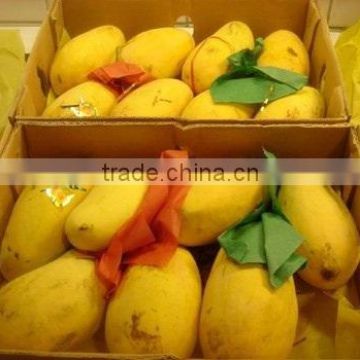fresh pakiatani mango