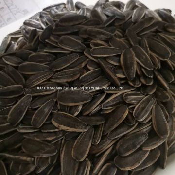 new crop raw sunflower seeds in shell