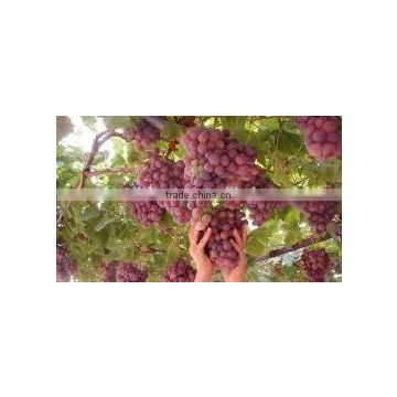 fresh crimson Grapes crops 2014