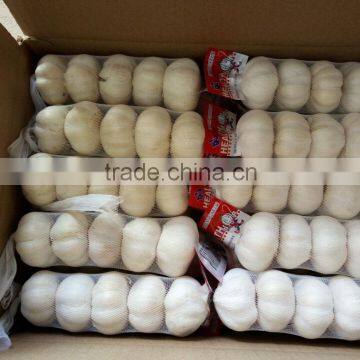 5.0cm Size Fresh Garlic For Sale