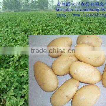 Shepody, Atlantic & Holland Table Potatoes