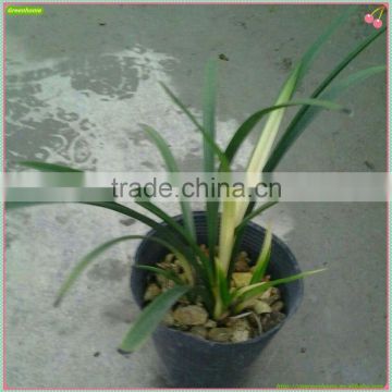 Cymbidium hybridum faberi(Zhu Gong hybrid)
