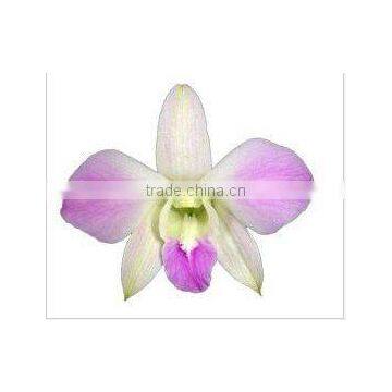 Thailand Best Quality D-005 Dendrobium Misteen Orchid