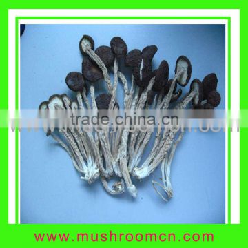 china Agrocybe chaxingu dry mushroom