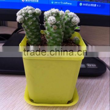wholesale desktop plastic flower pot
