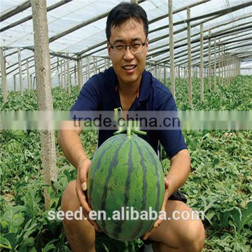 Super JX Chinese good quality and tasty Watermelon seeds