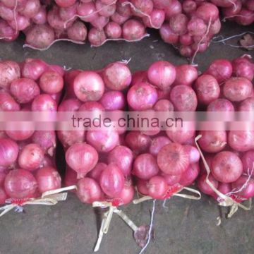 fresh organic red onion for sale
