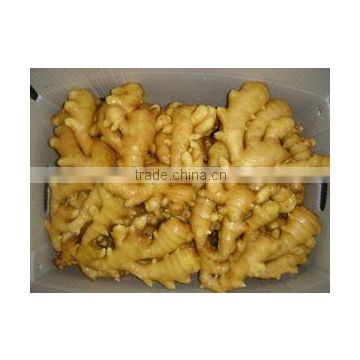 fresh ginger from pingdu have good price and quality