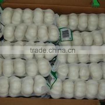 Supply China Garlic in Low Price