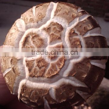 GMP Whole Shiitake Mushroom Extract Powder