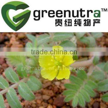 tribulus terrestris 60% saponins