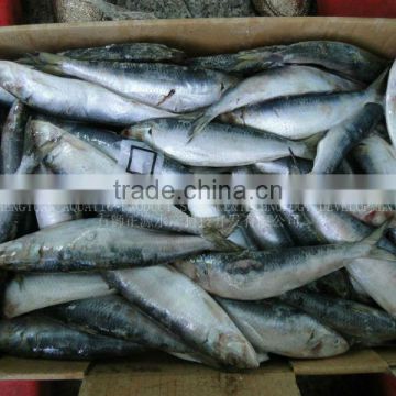 frozen fresh sardines on sale