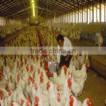 Design Modern Chicken Farm