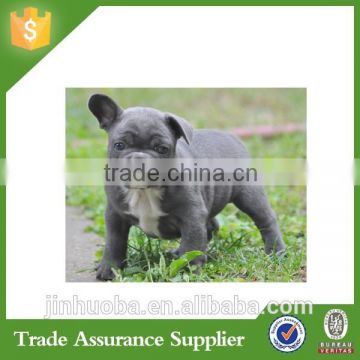 ODM/OEM Supplier Resin French Bulldog Dogs For Sale