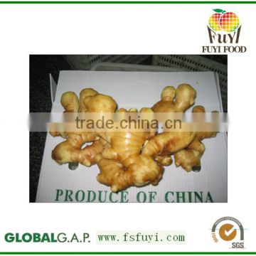 Large of fresh dry ginger export
